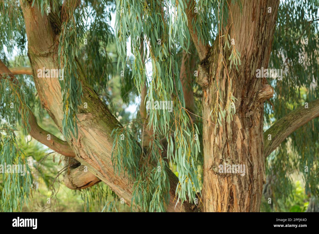 Primo piano di un albero di menta peperita di Willow . Eucalipto Nicolli Foto Stock