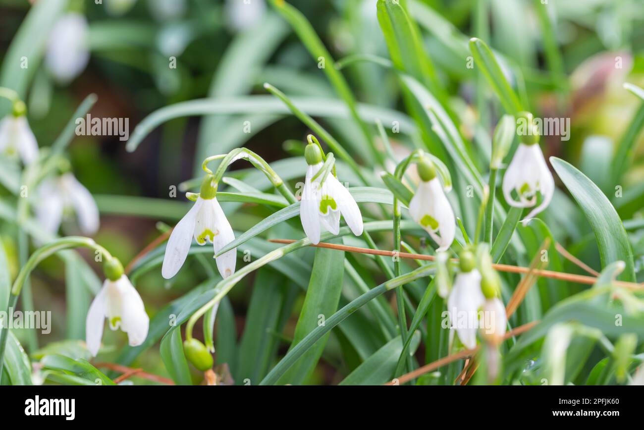 Primi segni di primavera - primo piano di bellissimi fiori bianchi di neve, Galanthus , che crescono in un Giardino britannico in una mattina di primavera. . Foto Stock