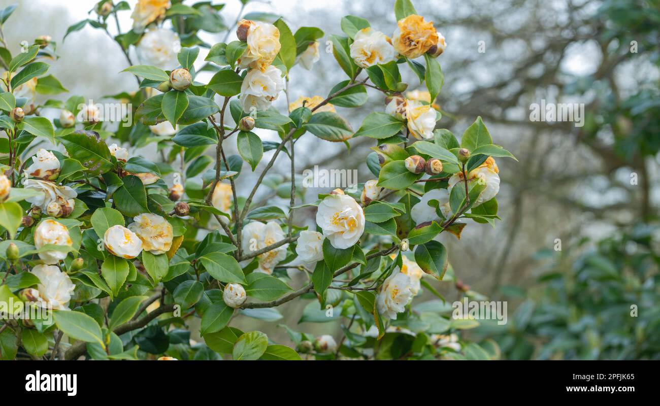 Primo piano di bella Camellia fioritura bianco-cremoso, Camellia Japonica ' Hakuraluten ' Foto Stock