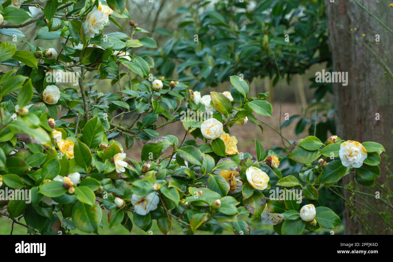 Primo piano di bella Camellia fioritura bianco-cremoso, Camellia Japonica ' Hakuraluten ' Foto Stock