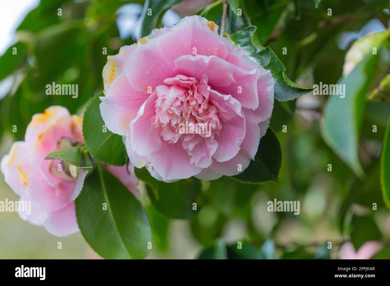 Primo piano del bel fiore rosa Camellia, Camellia Japonica, 'CM Wilson'. Foto Stock