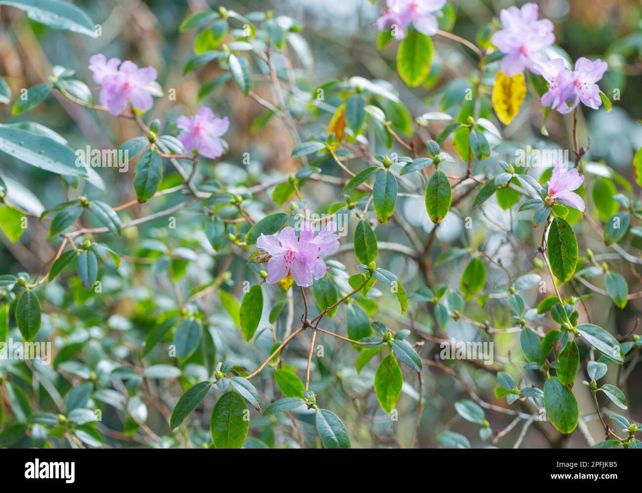 Primo piano di un lilla colorato un giovane rodedendron praecox che cresce in un giardino britannico. Foto Stock