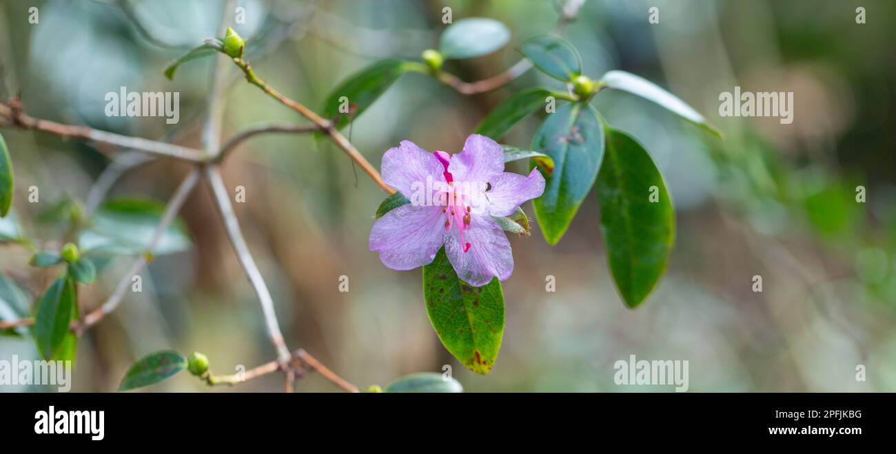 Primo piano di fiori di colore lilla pallido di un giovane arbusto di praecox di Rhodendron, che cresce in un Giardino britannico. Foto Stock