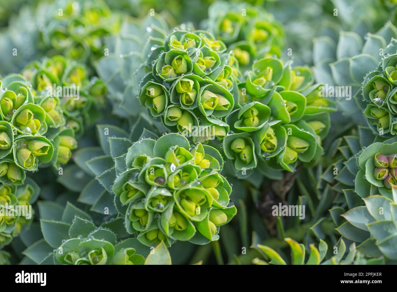 Primo piano di una bella pianta verde di purea di mirto, Euphorbia mysinites Foto Stock
