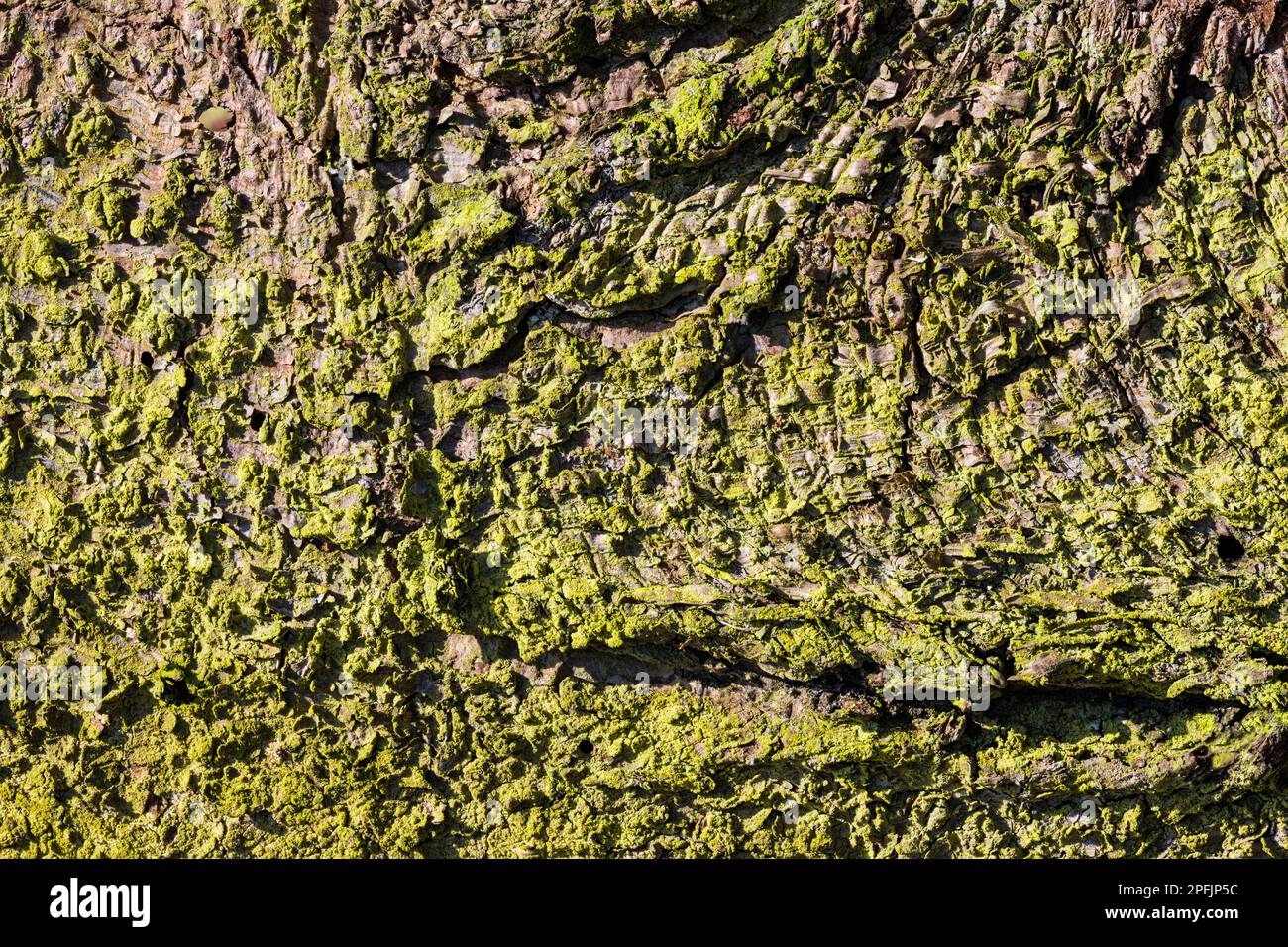 Primo piano di corteccia grossolana e bugnosa di tronco secco di abete rosso come sfondo naturale. Picea. Superficie spaccata di conifere con bella muschio verde e lichene. Foto Stock