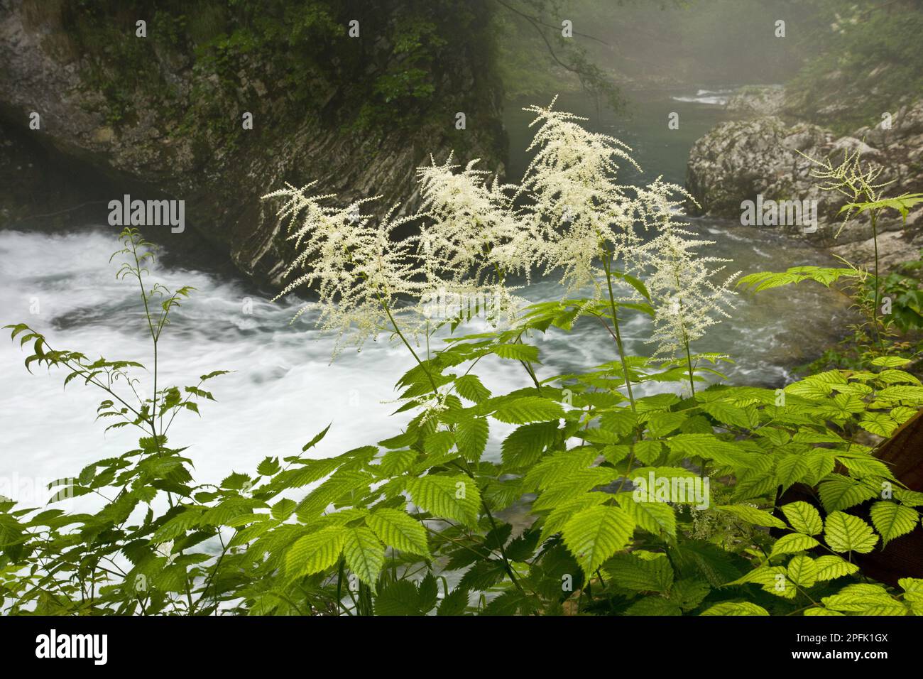 Buck's Beard (Aruncus dioicus) fioritura, accanto al fiume di montagna, il fiume Radovna, Vintgar Gorge, Triglav N. P. Alpi Giulie, Slovenia Foto Stock
