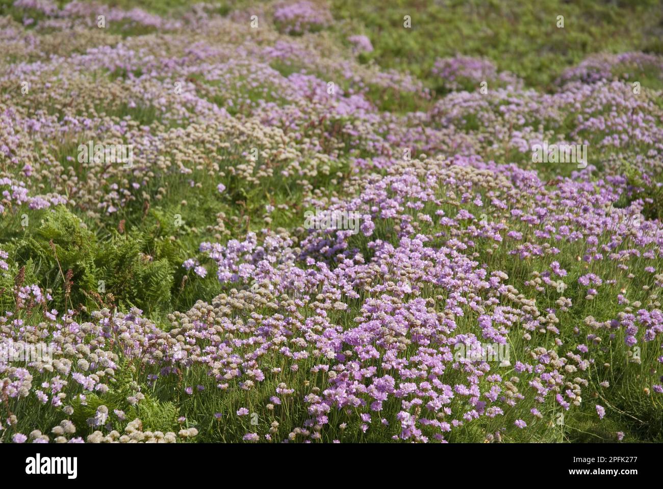 Thrift (Armeria maritima), massa fiorente, Ramsey Island, St. David's Peninsula, Pembrokeshire, Galles, Regno Unito Foto Stock