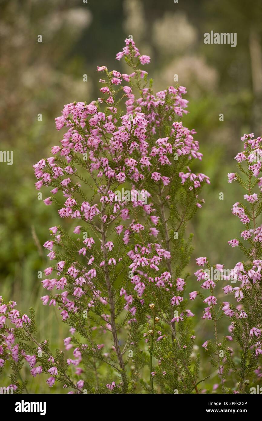 Erica spagnola in fiore (Erica australis), Algarve, Portogallo Foto Stock