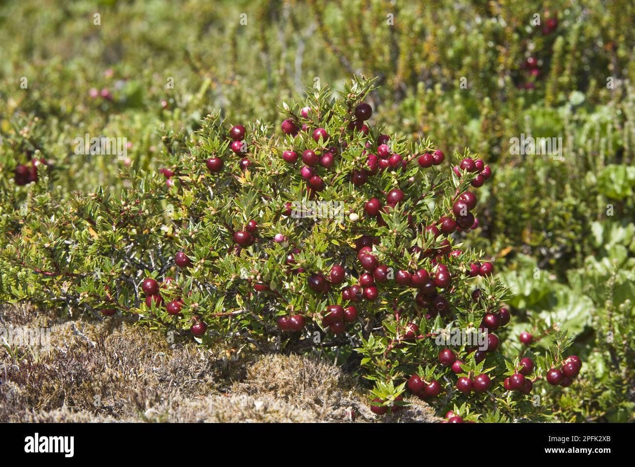 Erica spinosa (Gaultheria mucronata) con bacche, Ainsworth Bay, Patagonia meridionale, Tierra del Fuego, Cile Foto Stock