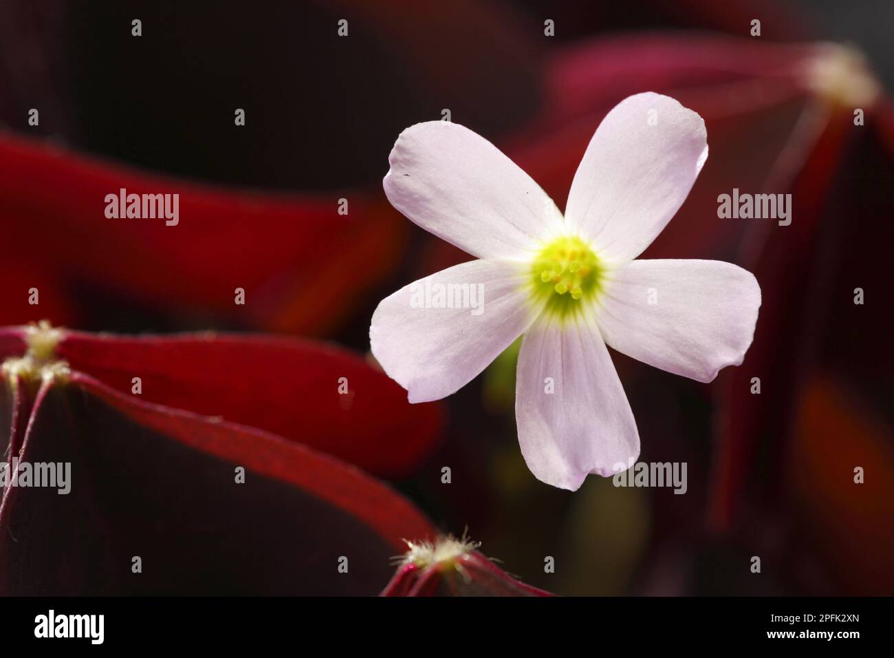 Porpora (Oxalis triangularis), legno Sorrel, Purple Sorel 'Purpurea', primo piano di fiori, piantine coltivate Foto Stock