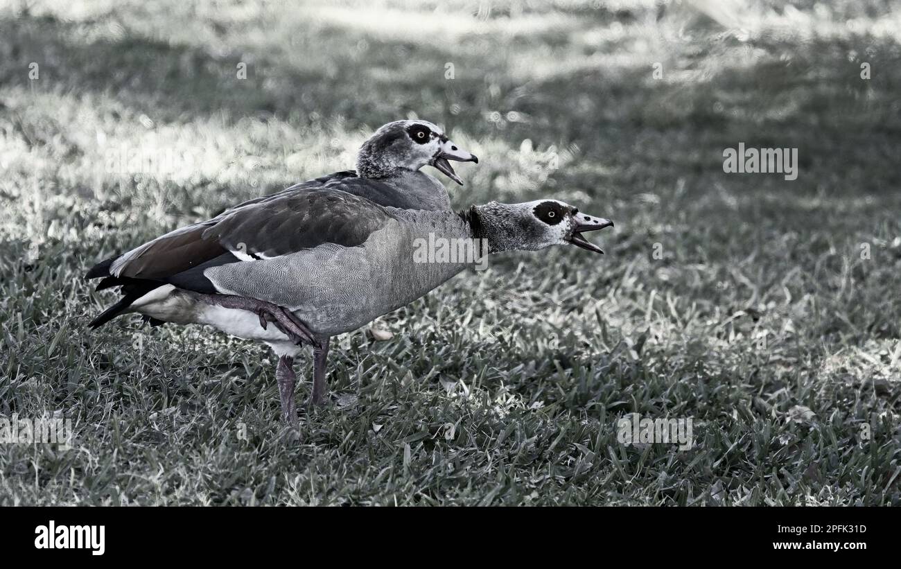 Due ggression egiziano del gheing delle oche quando altri uccelli sono venuto vicino in Blacke ed in bianco Foto Stock