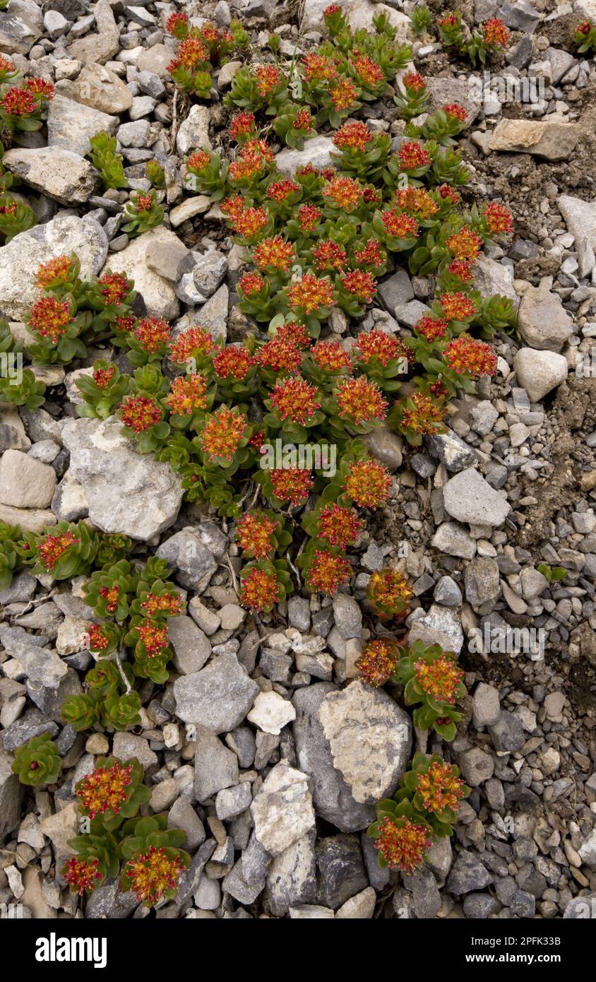 Roseroot (rosea di Rhodiola) fioritura, in alta tundra, Canada Foto Stock