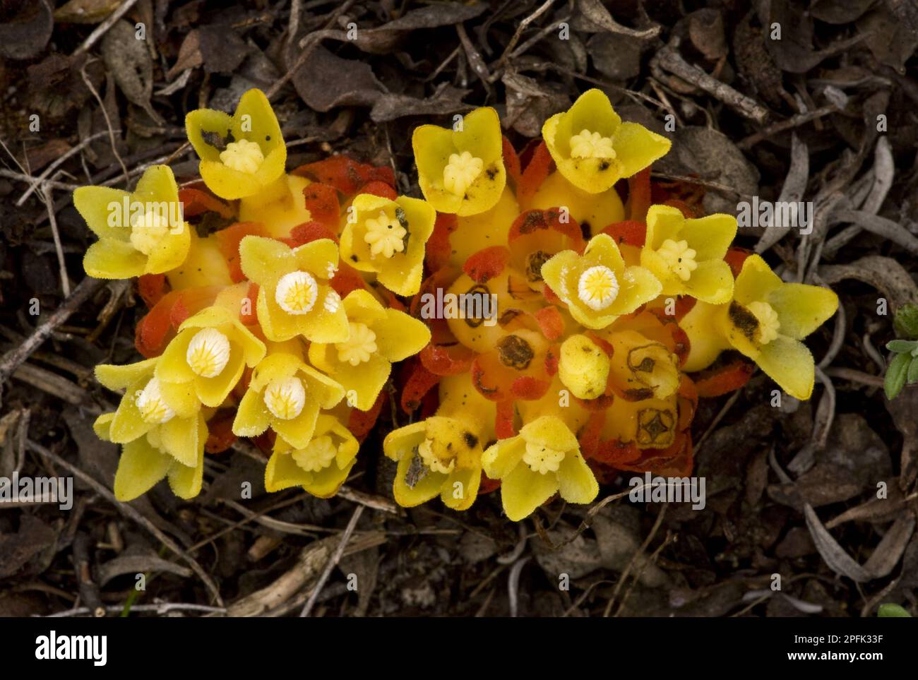 Ginestra (cistus) fiorente (Cytinus hypocistus), parassita radice di cistus antimpollinato, Algarve, Portogallo Foto Stock