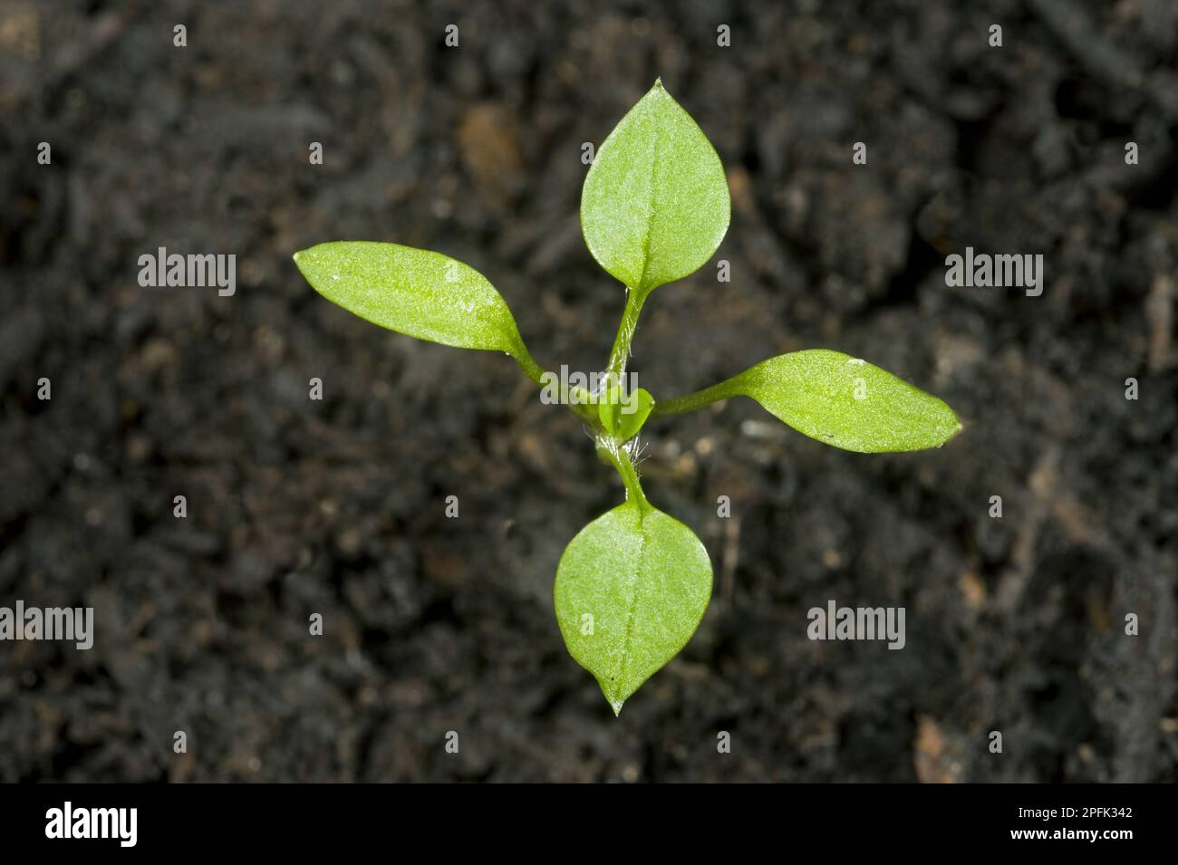 Cotiledoni di semina e prime vere foglie che formano l'erbaccia (Stellaria media), un'erbaccia agricola e da giardino annuale Foto Stock