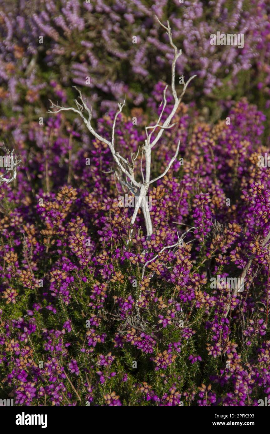 Bell erica che cresce su Sandlings Heath vicino a Westleton Suffolk Foto Stock