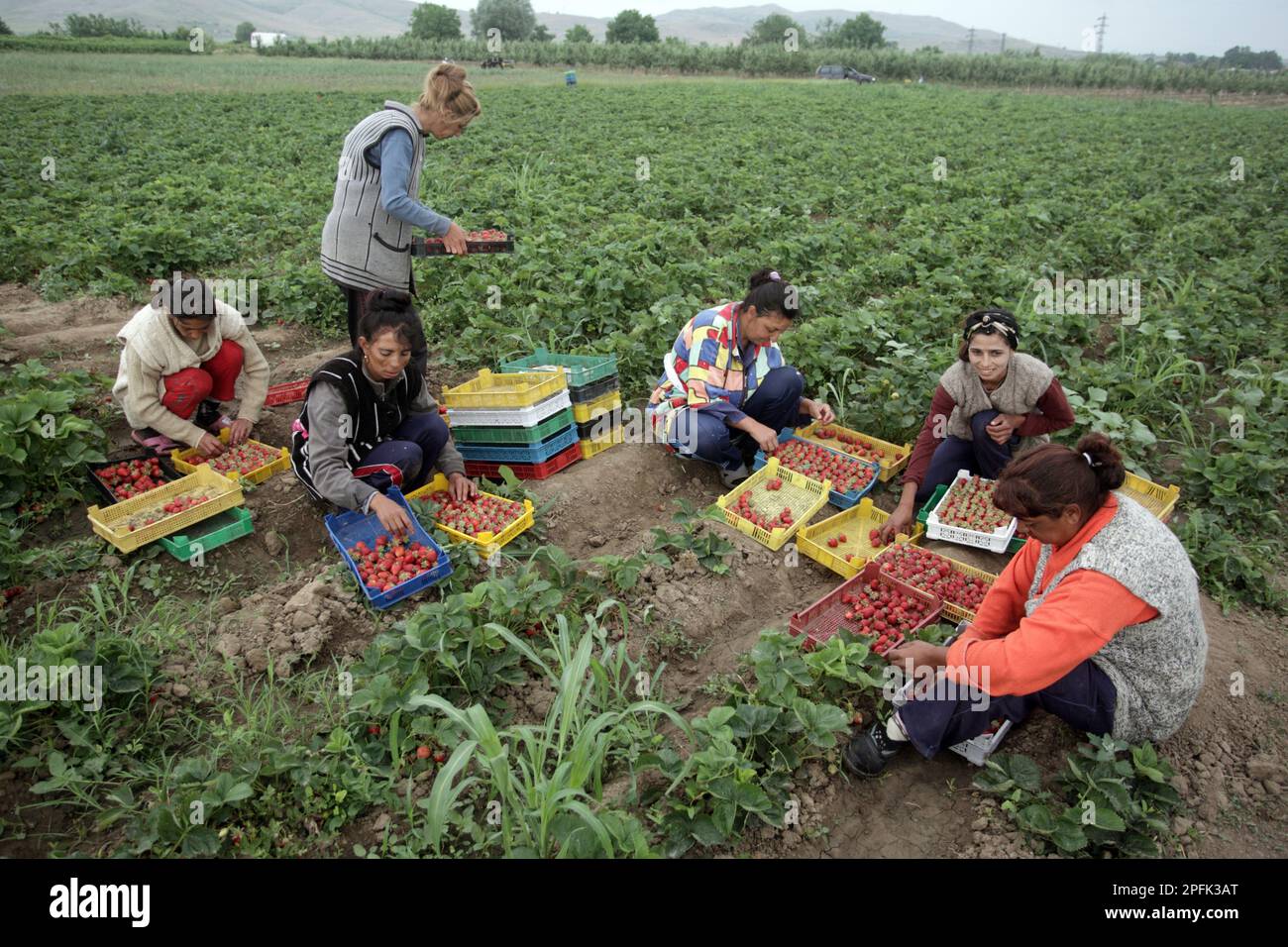 Fragola (Fragaria sp.) Crop, donne lavoratori agricoli raccolta e cernita frutta, Bulgaria Foto Stock