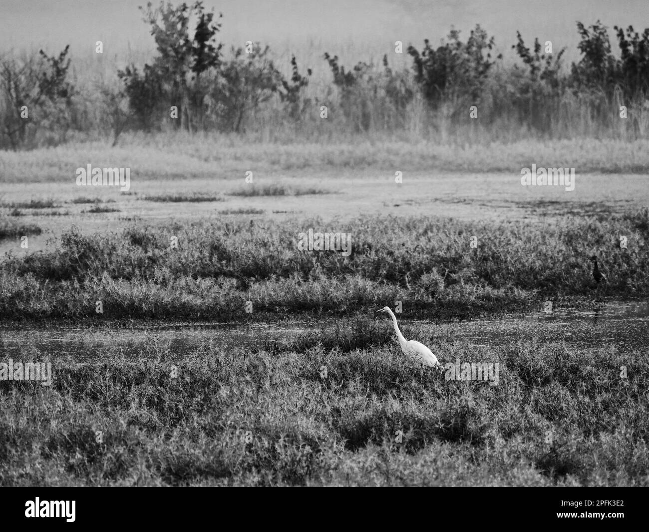 Egret in nebbia con piante di Green Pond in Balck e Bianco Foto Stock