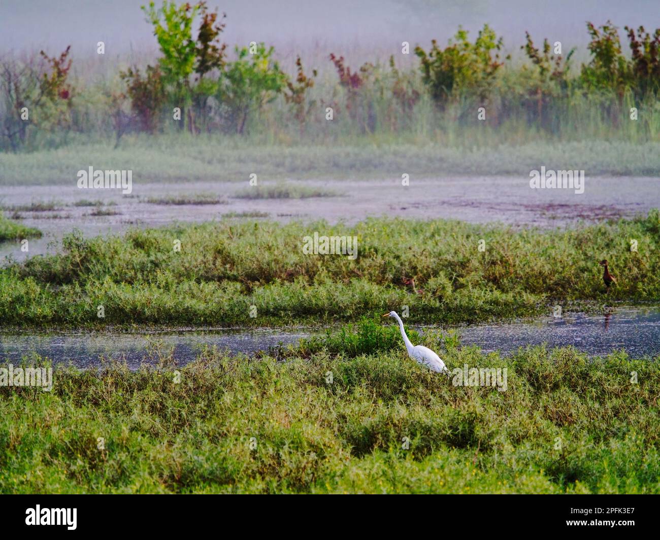 Eret in nebbia con piante di laghetto verde Foto Stock
