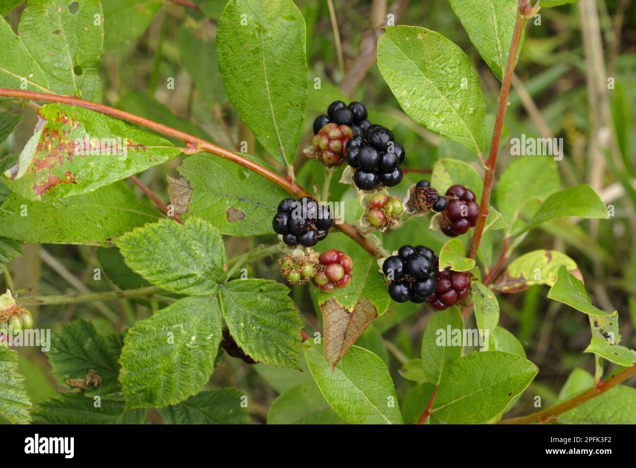 Primo piano di frutta con il mirtillo europeo (Rubus caesius), West Yorkshire, Inghilterra, Regno Unito Foto Stock