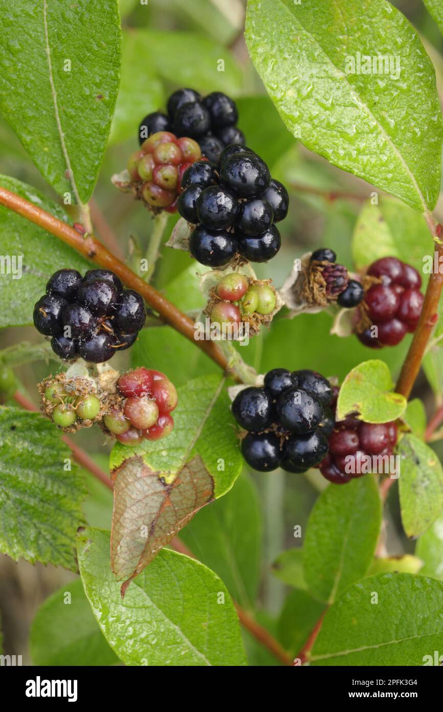 Primo piano di frutta con il mirtillo europeo (Rubus caesius), West Yorkshire, Inghilterra, Regno Unito Foto Stock