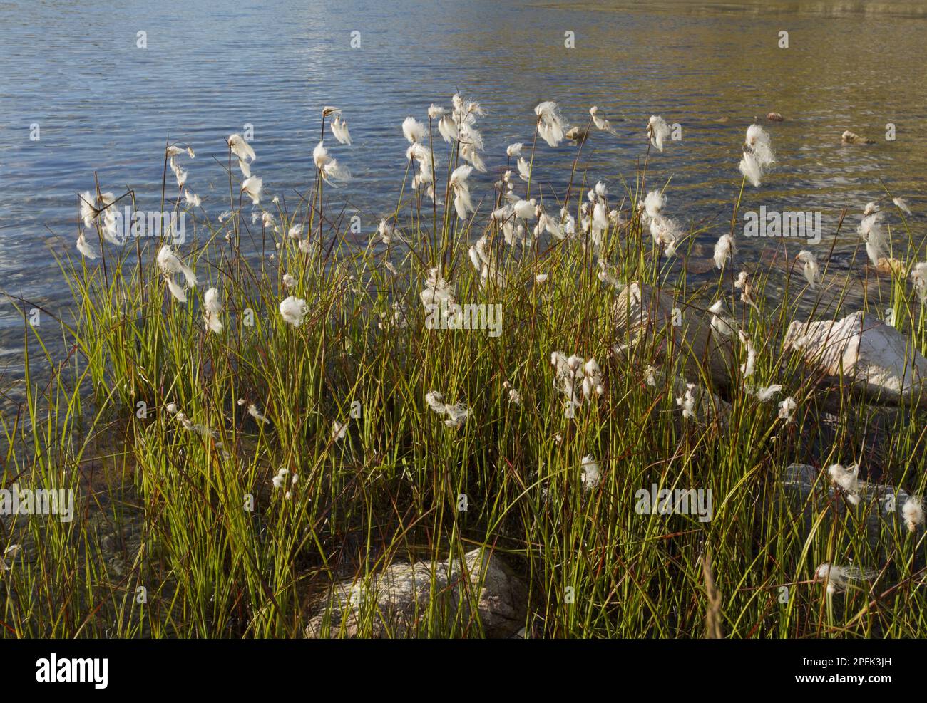 Erba di cotone a foglia larga (Eriophorum latifolium), famiglia Sedge, erba di cotone a foglia larga che cresce intorno al bordo del lago, col de la Lombarde, Maritime Foto Stock