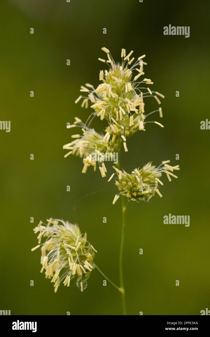 Erba di Orchard (Dactylis glomerata), erba di falda erbosa, erbe dolci, erba di falda fioritura, Romania Foto Stock