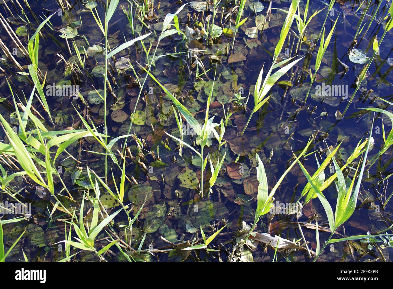 Canna comune (Phragmites australis) nuovi germogli, con foglie sommerse di ontano nero comune (Alnus glutinosa), nella riserva di brughiera della valle, Hopton Fen Foto Stock