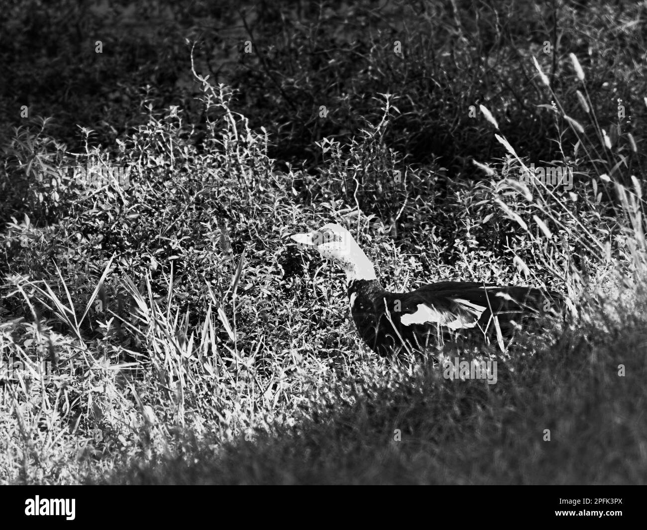 Mama Duck guardando oltre ad acqua e erbacce nel laghetto in bianco e nero Foto Stock