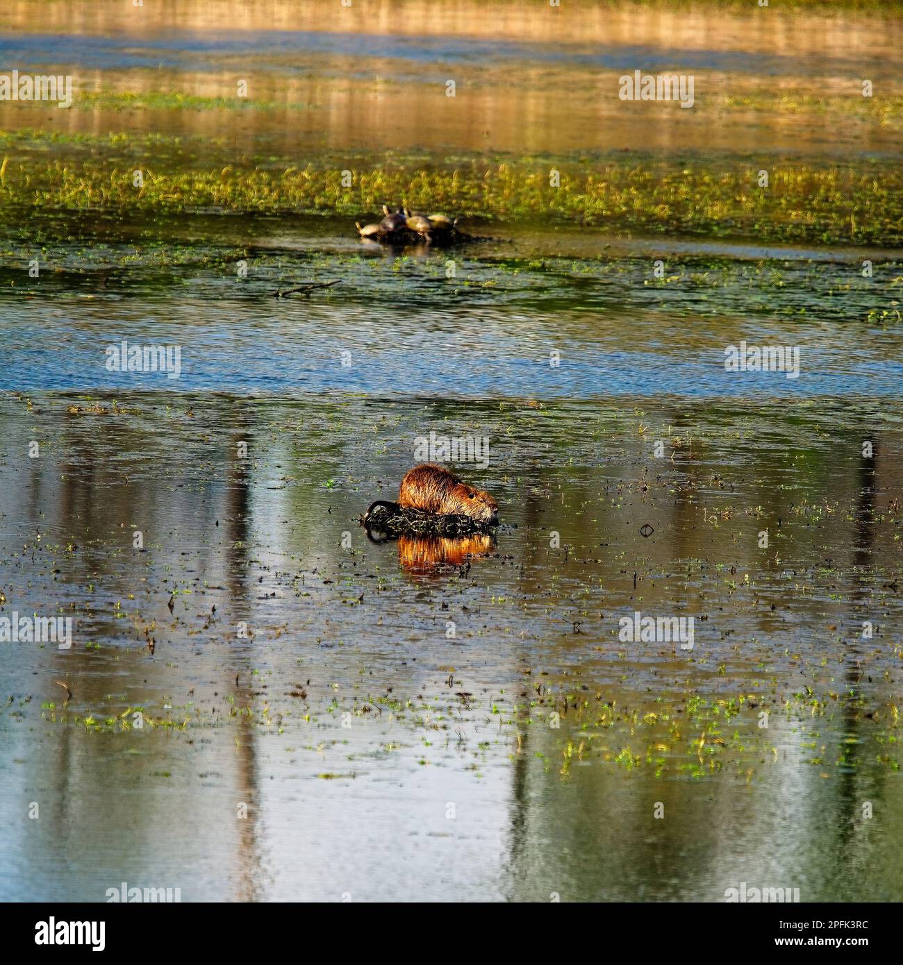 Nutria su Nest in laghetto con tartarughe su un altro busto Foto Stock