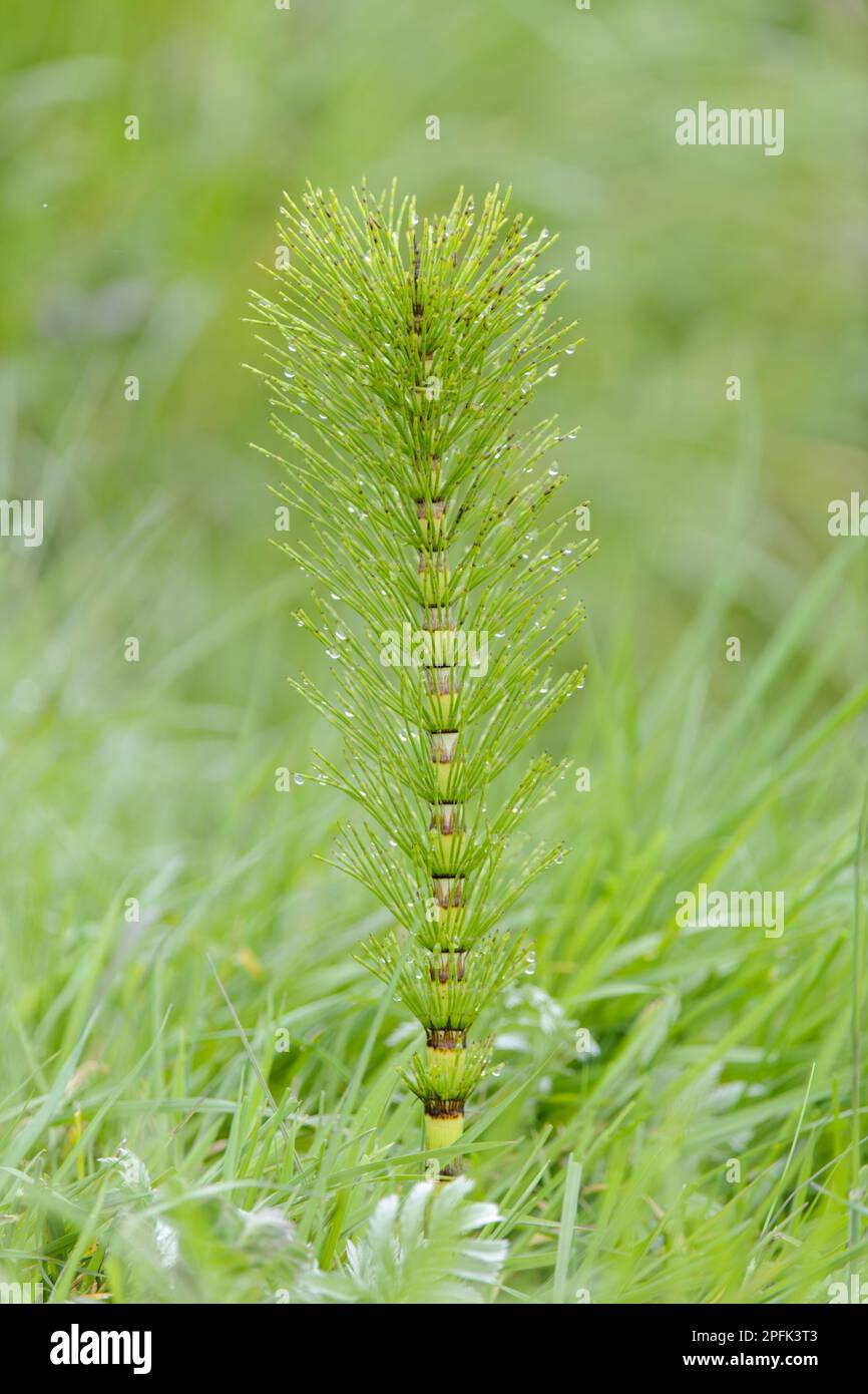 Field Horsetail (Equisetum arvense) stelo sterile, County Antrim, Irlanda del Nord Foto Stock