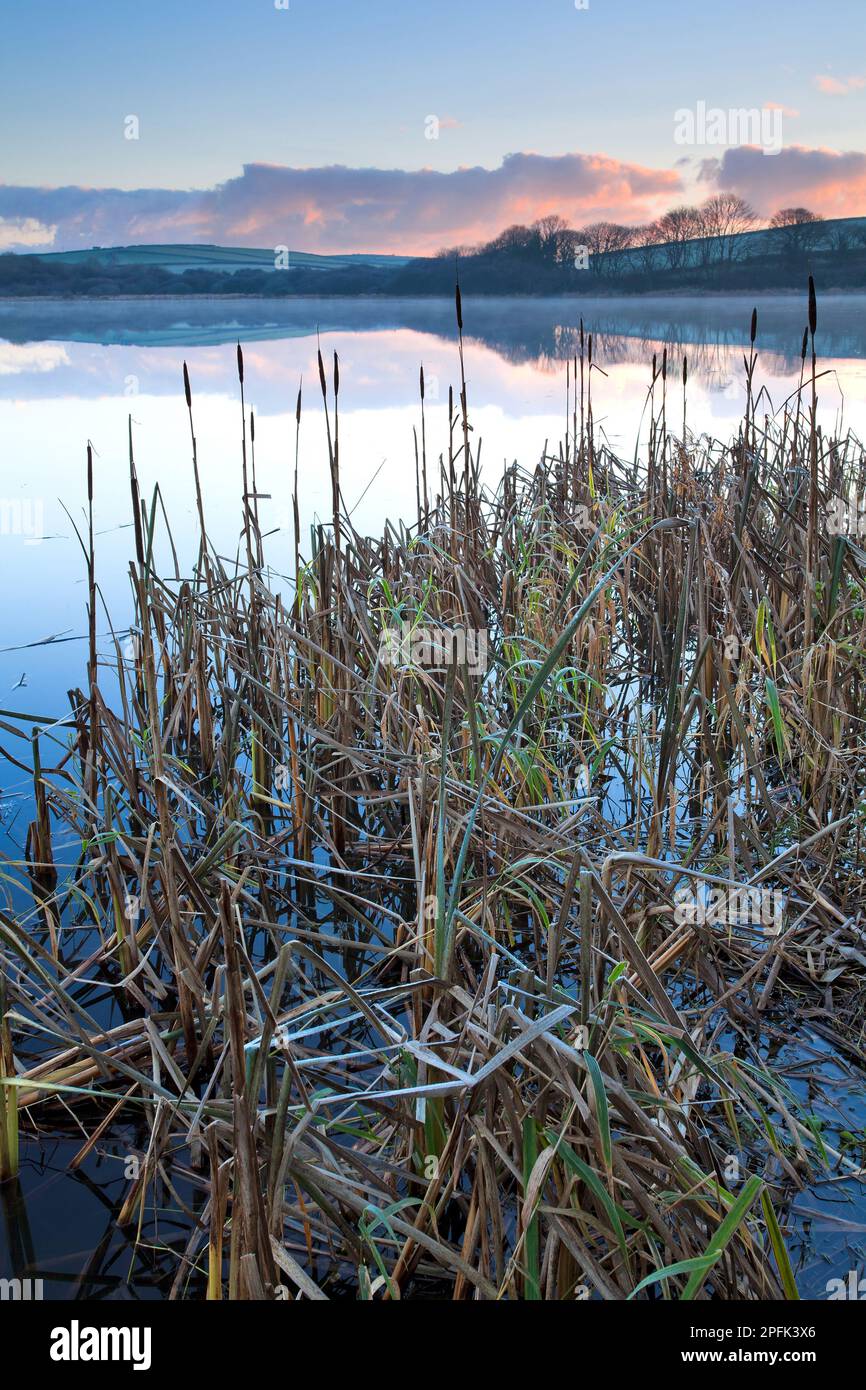 Bullrush (Typha latifolia) cresce sul bordo dell'habitat del lago in una mattinata gelida, con nebbia all'alba, Lower Tamar Lake, vicino Kilkhampton Foto Stock
