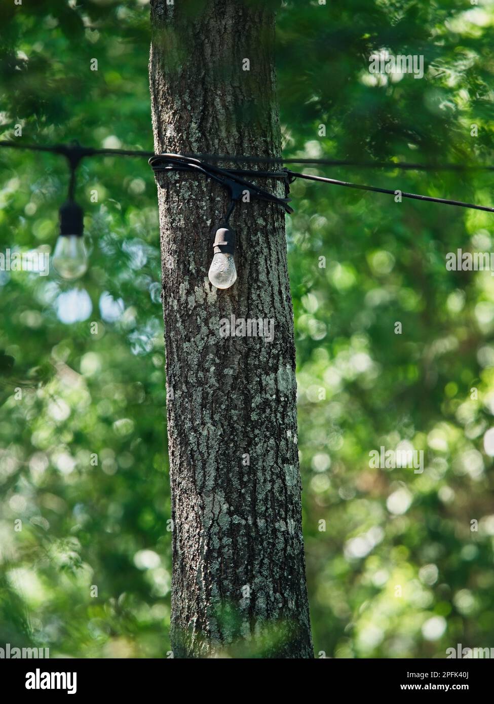 Lampadina di luce esterna di fronte a un albero nel bosco con sfondo verde Foto Stock