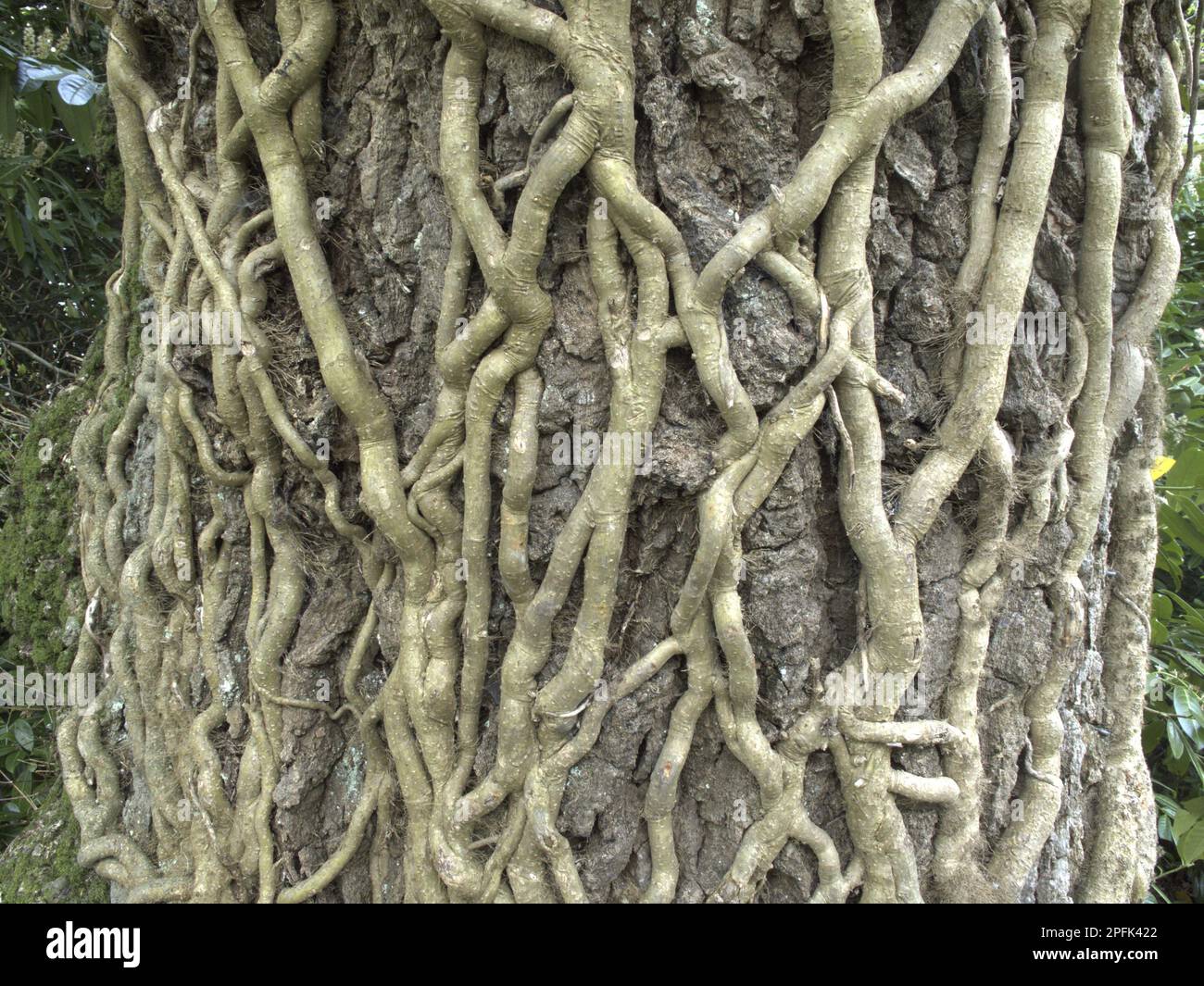 Ivy (Hedera Helix) radici arrampicata tronco albero, Devon, Inghilterra, Regno Unito Foto Stock