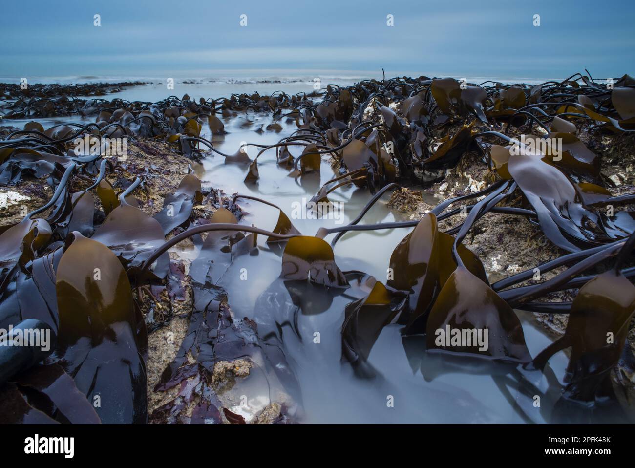 Smellwort (Laminaria digitale), fronti e marea in arrivo all'alba, Kingsgate Bay, Broadstairs, Kent, Inghilterra, Regno Unito Foto Stock