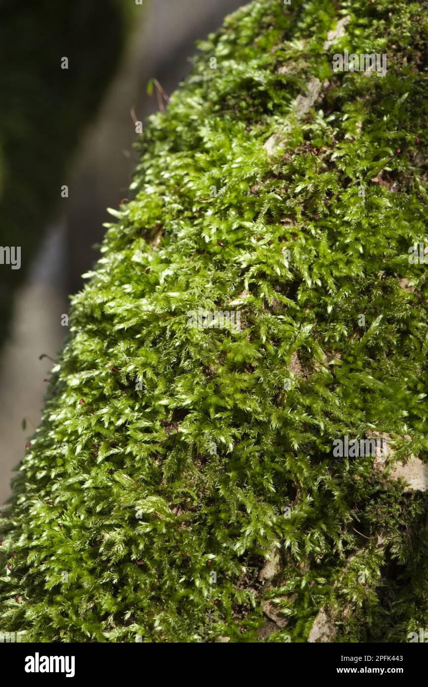 Comune Feather-muschio (Eurhynchium praelongum) che cresce su tronco di albero in ombroso bosco, Inghilterra, Regno Unito Foto Stock