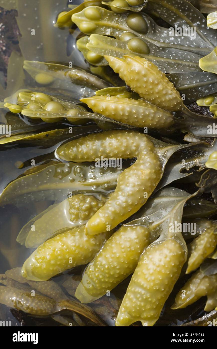 Stracci vescicali (Fucus vesiculosus), fronti con navi, esposti su una costa rocciosa con bassa marea, Brough Head, terraferma, Orkney, Scozia, Regno Unito Foto Stock