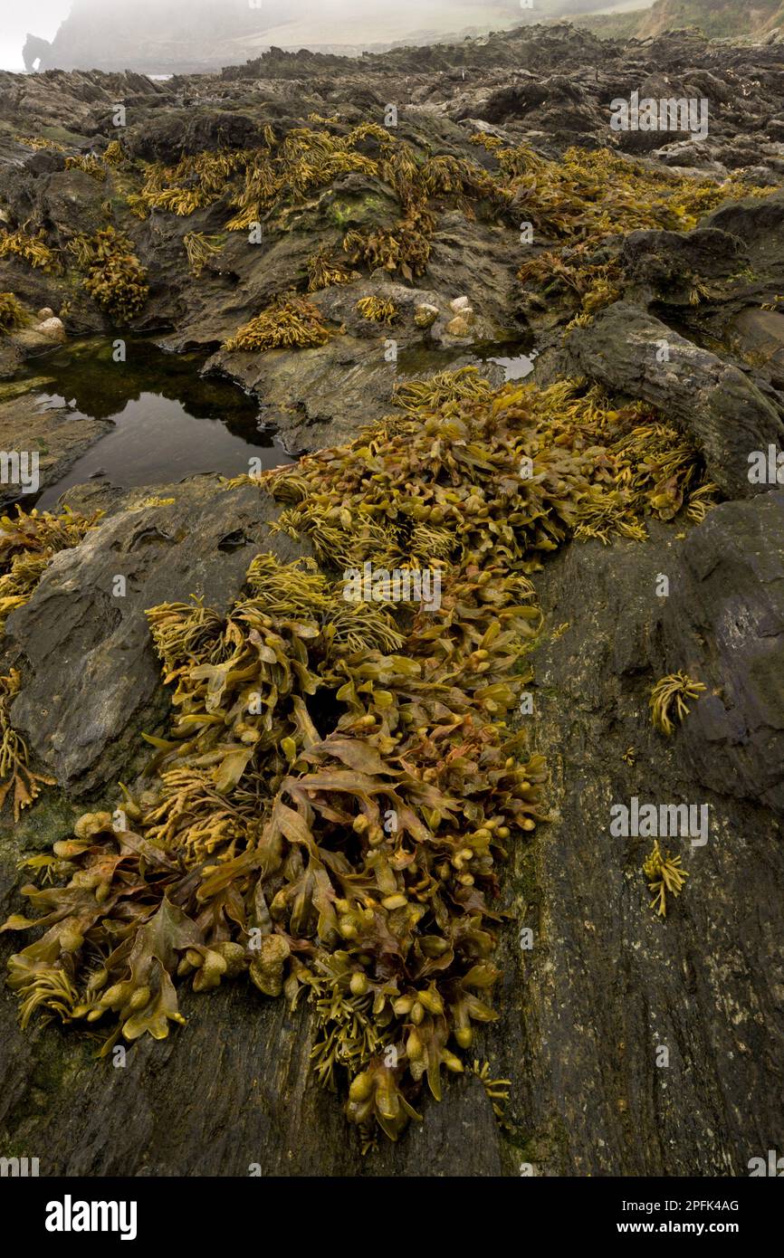 Flat Wrack (Fucus spiralis) esposto su rocce in habitat rockpool a bassa marea, Prawle Point, South Devon, Inghilterra, Regno Unito Foto Stock