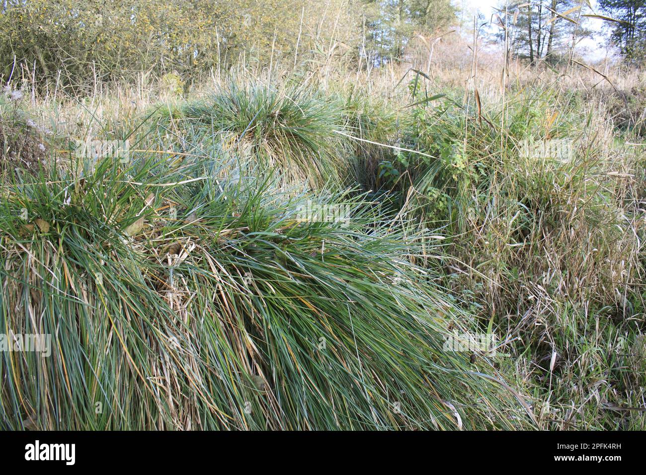 Greater Tussock Sedge con rizomi fibrosi, nella riserva fen della valle, Hopton Fen, Hopton, Suffolk, Inghilterra, Regno Unito Foto Stock