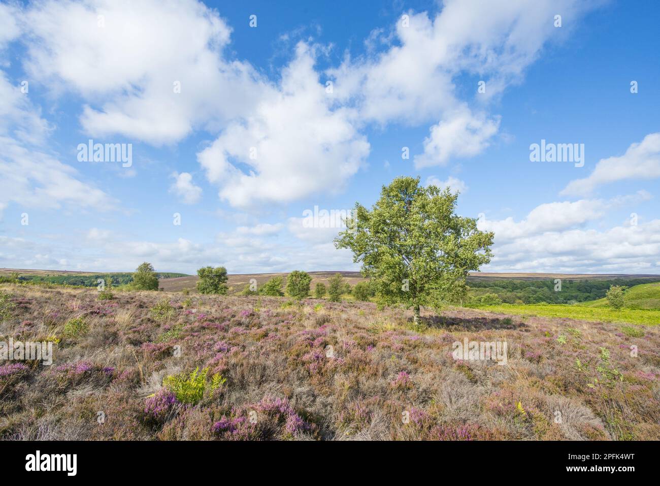 Vista dell'habitat delle brughiere con alberi di piume (Calluna vulgaris) e di uccelli d'argento isolati (Betula pendula), Blakey Ridge, North York Foto Stock