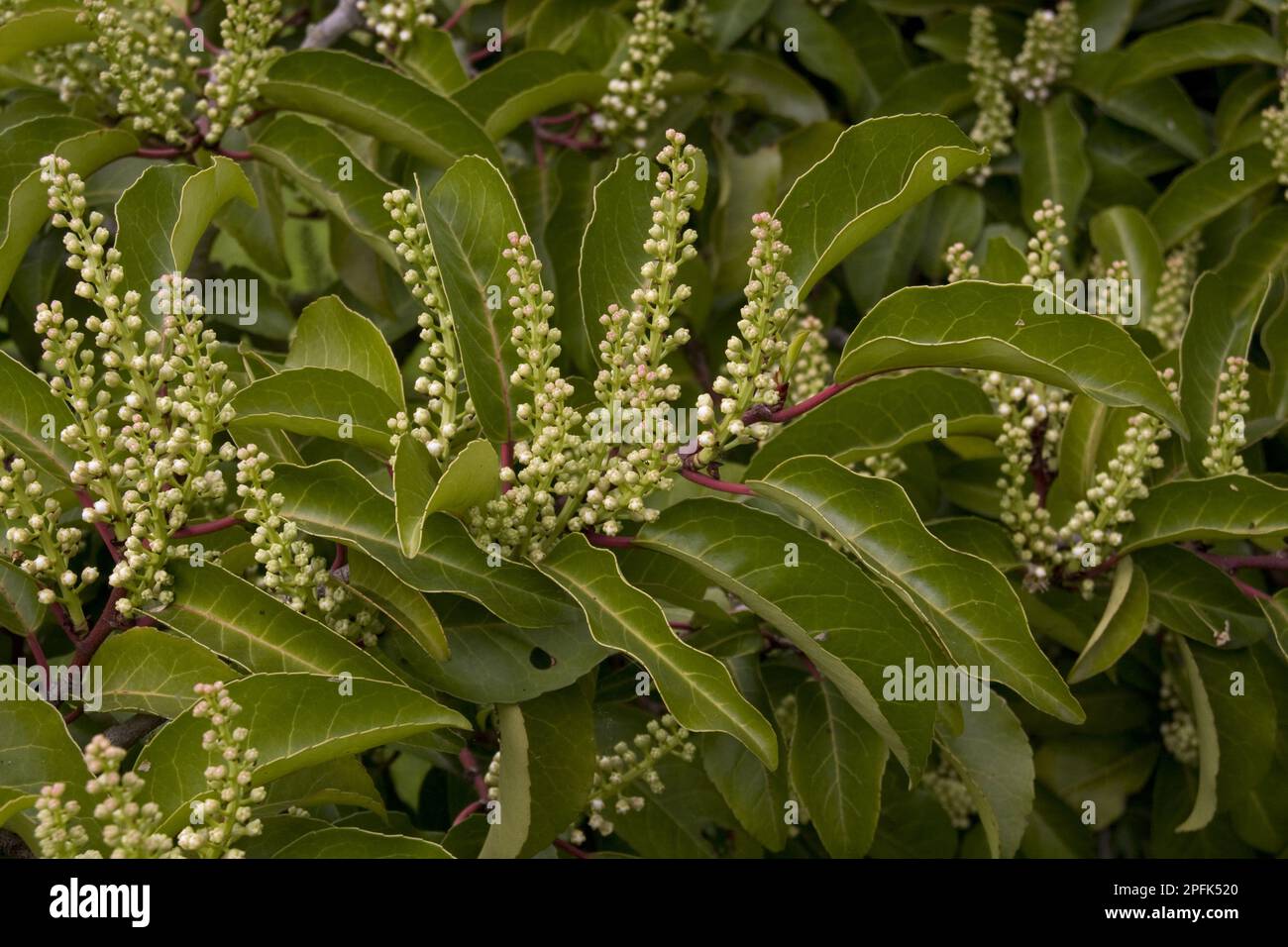 Portuguese Laurel, famiglia Rose, Portogallo Laurel fioritura sparare, Prunus lusitanica Foto Stock
