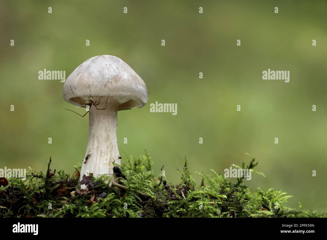 Corpo fruttifero torbido agarico (Clitocybe nebularis), con Harvestman (Opiliones), Leicestershire, Inghilterra, Regno Unito Foto Stock