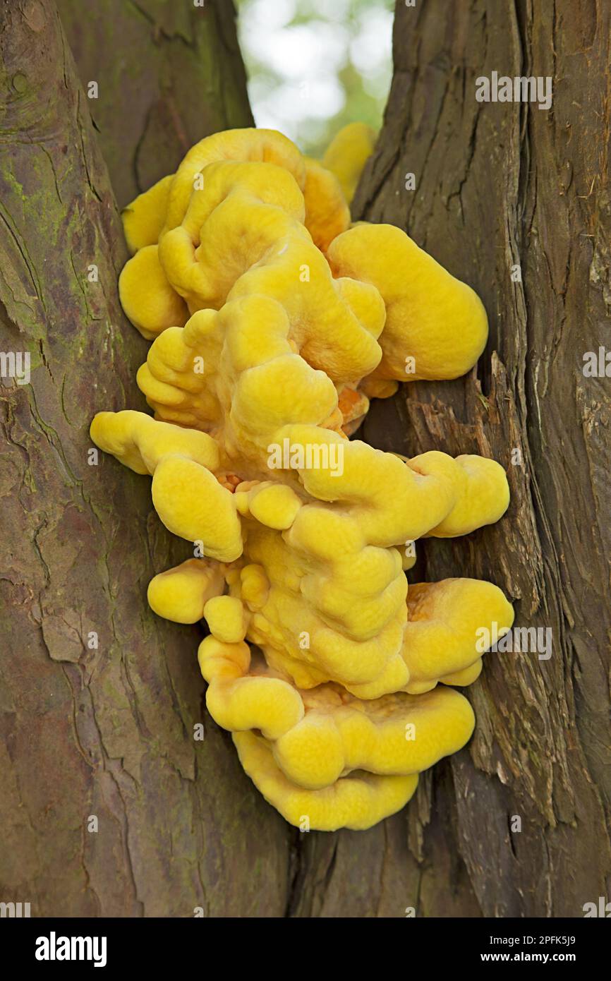 Corpi fruttiferi di legno di ceci (Laetiporus sulfureus) che crescono sul tronco di tasso inglese (Taxus baccata), Croome Park, Worcestershire, Inghilterra, Unito Foto Stock