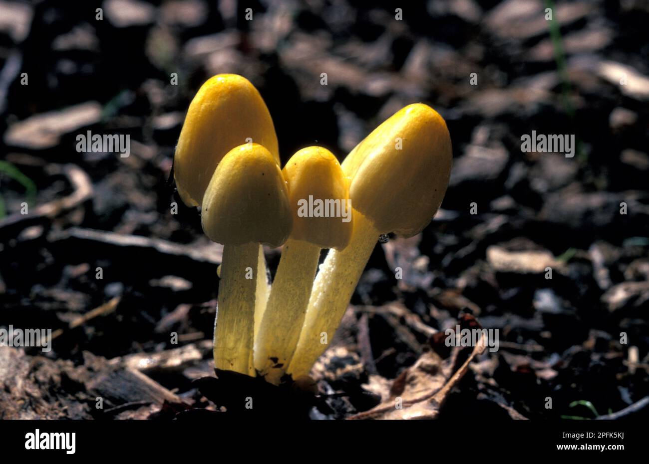 Bolbitius titubans, funghi porcini dorati, funghi porcini gialli, funghi porcini gialli, feci gialle (Bolbitius vitellinus) Foto Stock