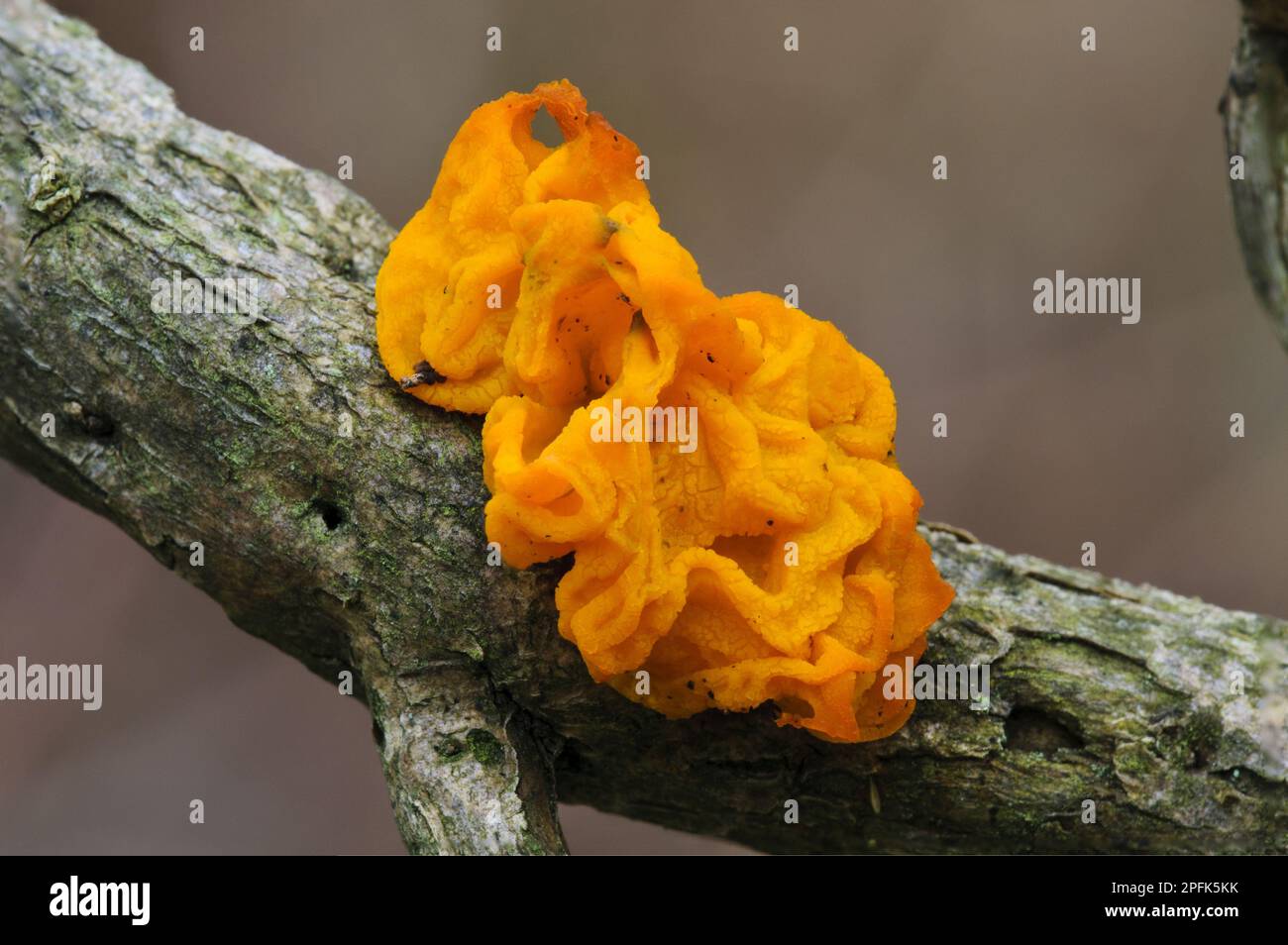 Cervello giallo (Tremella mesenterica) Fungus corpo fruttifero, che cresce su ramoscello, Gilfach Farm Nature Reserve, vicino a Rhayader, Powys, Galles, Regno Unito Foto Stock