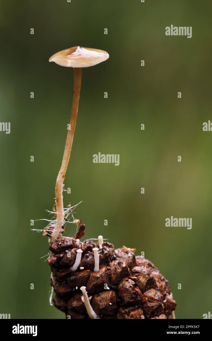 Conifercone Cap (Baeospora myosura) corpo fruttifero, che cresce dalla punta del cono di pino con hyphae intorno alla base di stipe, lotti di nuovi corpi fruttificanti appena Foto Stock