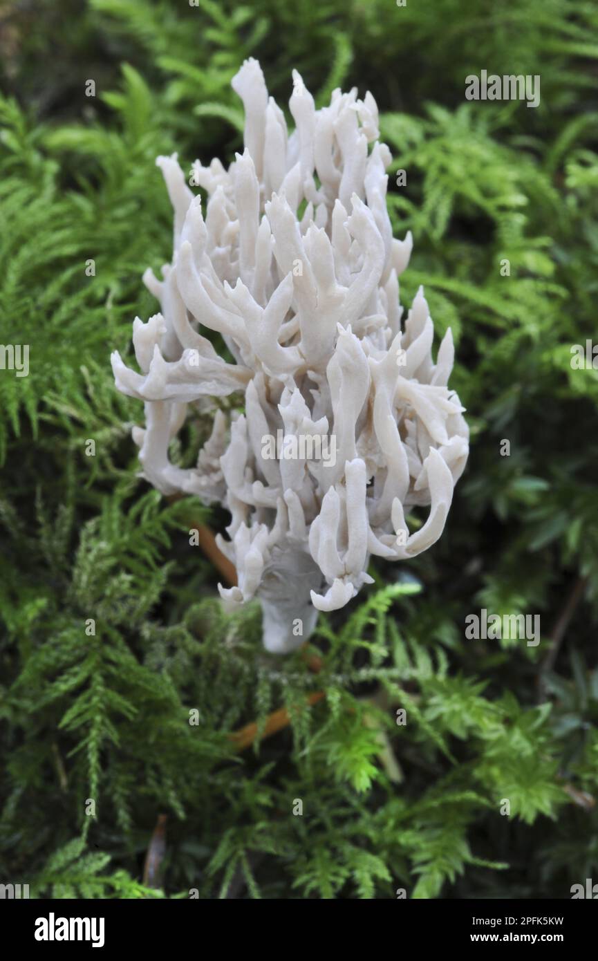 Fungo corallo bianco (Clavulina cristata) corpo fruttifero, Bacton Wood, Witton, Norfolk, Inghilterra, Regno Unito Foto Stock