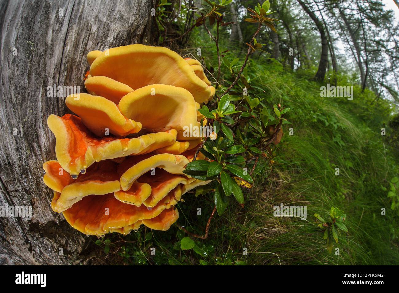 Corpi fruttificanti di gallo (Laetiporus sulfureus) che crescono in habitat forestali, Alpi liguri, Liguria, Italia Foto Stock