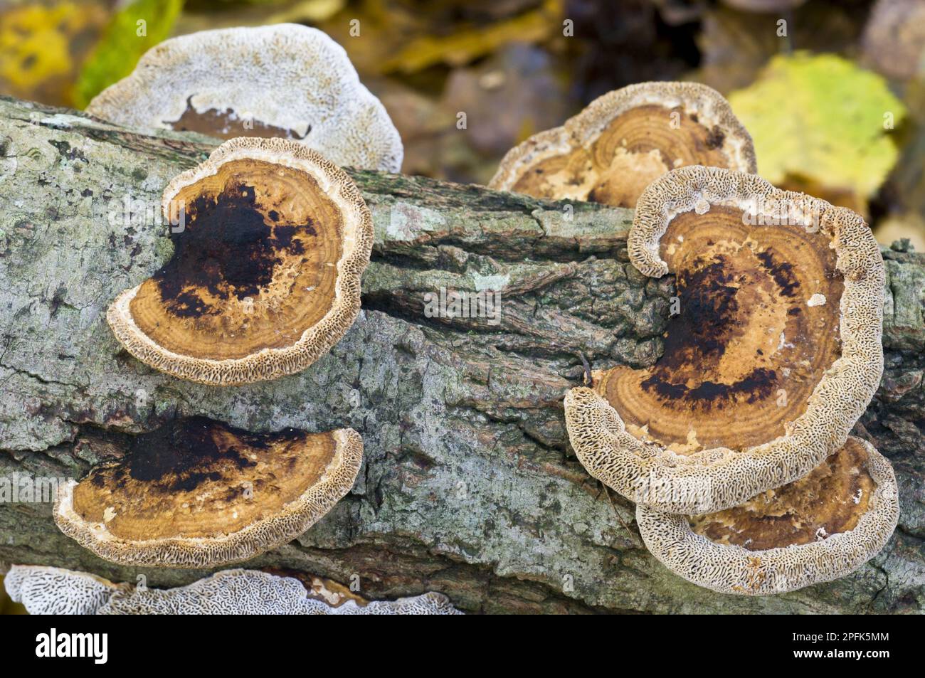 Brushing Bracket (Daedaleopsis confragosa) corpi fruttiferi, alcune staffe sono capovolte indicando che il tronco è stato girato, crescendo su legno morto Foto Stock