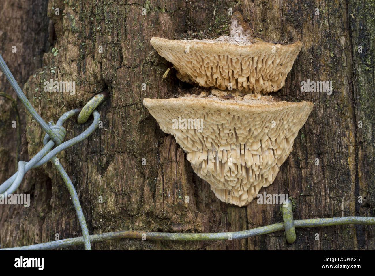 Corpo fruttifero di rovere di Mazegill (Daedalea quercina) che cresce su pali di rovere, Powys, Galles, Regno Unito Foto Stock