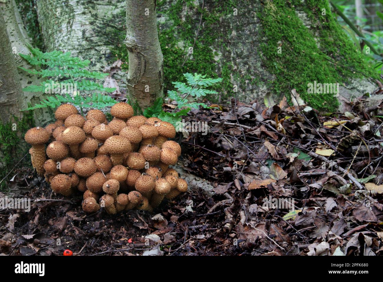 Shaggy shaggy scalycap (Pholiota squarrosa) corpo fruttifero che cresce alla base del rowan europeo (Sorbus aucuparia) in boschi, Leicestershire Foto Stock